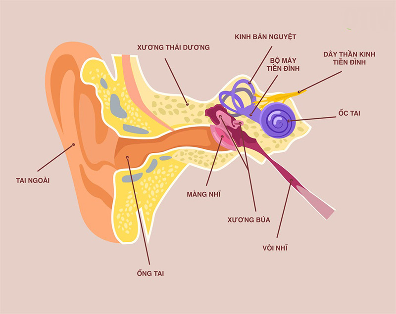 Hình ảnh giải phẫu hệ thống tiền đình