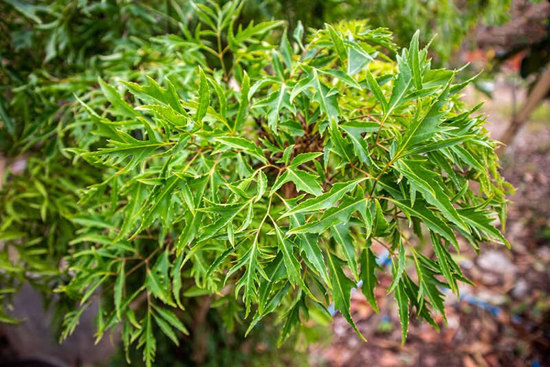 Cây đinh lăng có lá xanh, đầu lá có gai nhọn, mềm