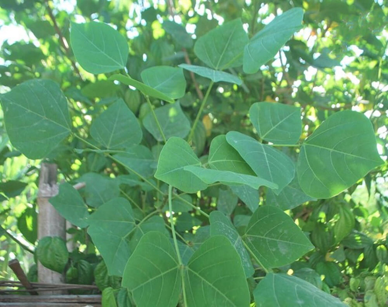 Lá vông nem chữa mất ngủ