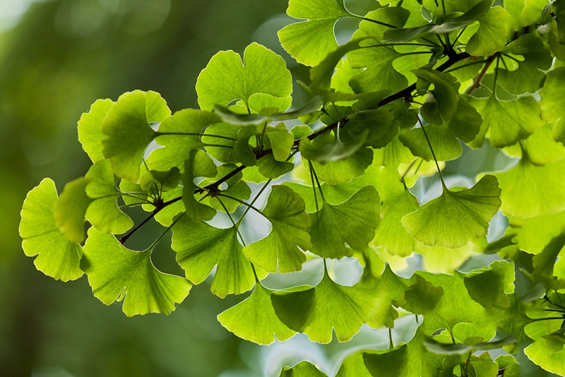 Hợp chất Flavonoid có trong Ginkgo Biloba có thể giúp cải thiện mất ngủ