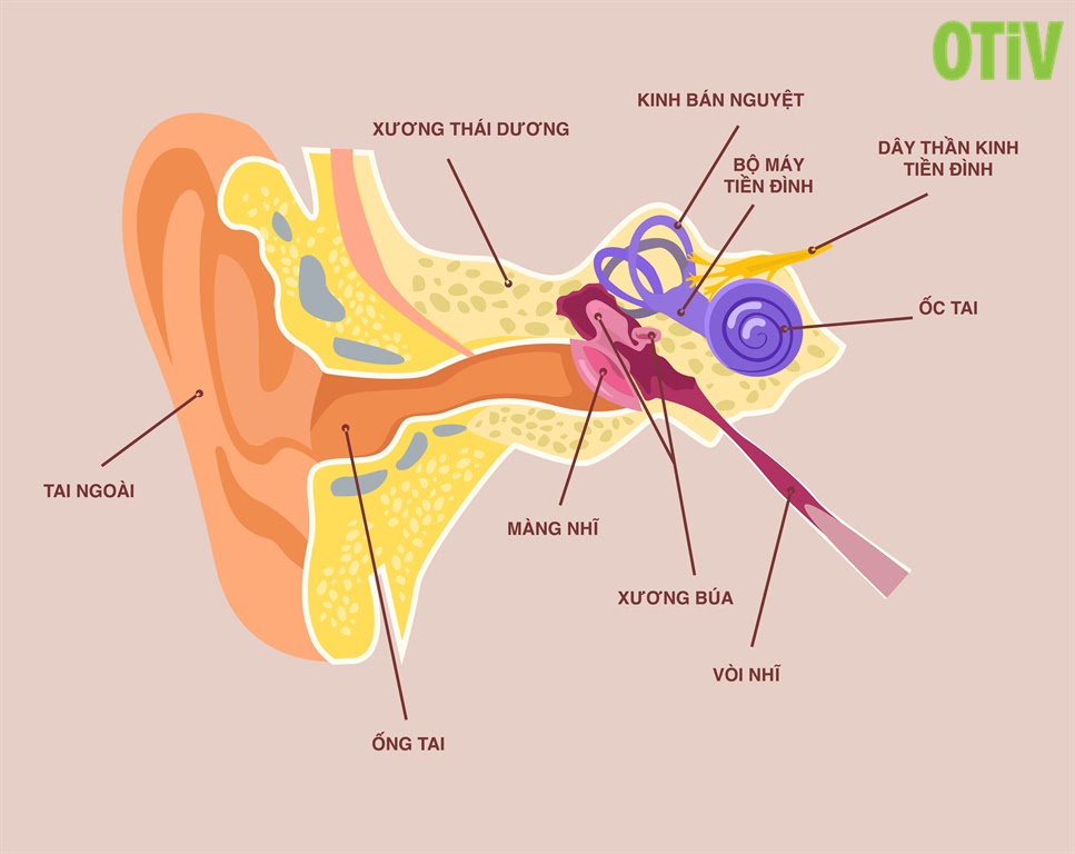 Rối loạn tiền đình: Nguyên nhân, triệu chứng và cách điều trị