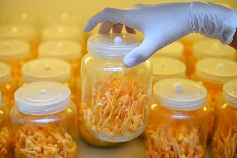 Rượu đông trùng hạ thảo chữa mất ngủ và hỗ trợ ngăn ngừa ung thư