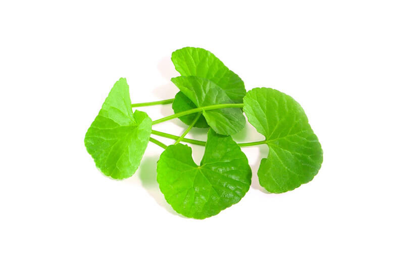 Rau má là một trong những loại rau chữa mất ngủ nên ăn