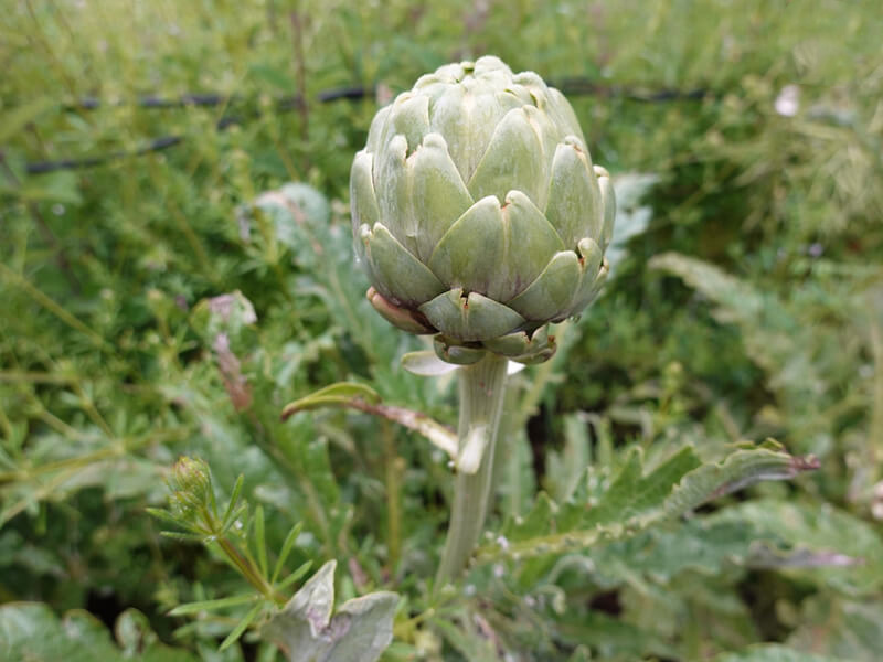 Hoa Atiso thường được thu hái trước khi nở