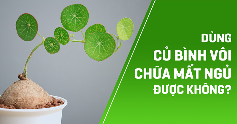 Dùng củ bình vôi chữa mất ngủ như thế nào?