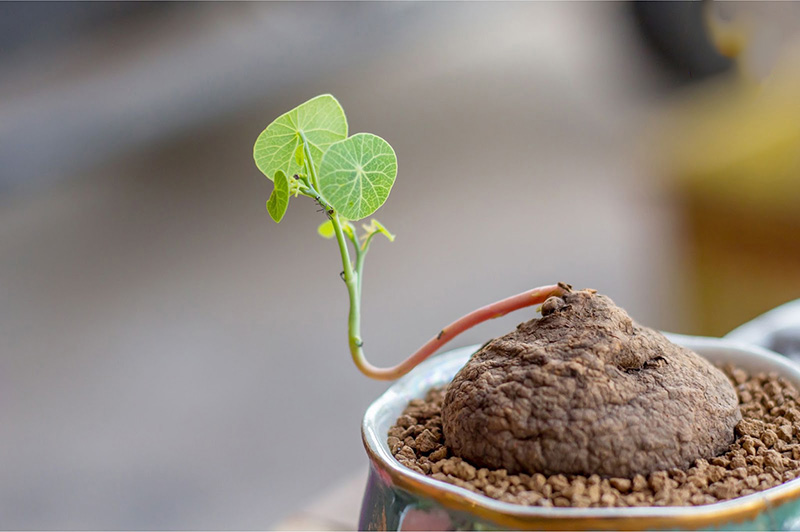 Củ bình vôi có thể được áp dụng làm nhiều bài thuốc