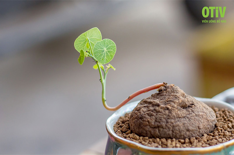 cu binh voi duoc su dung nhieu trong cac bai thuoc Củ bình vôi được sử dụng nhiều trong các bài thuốc