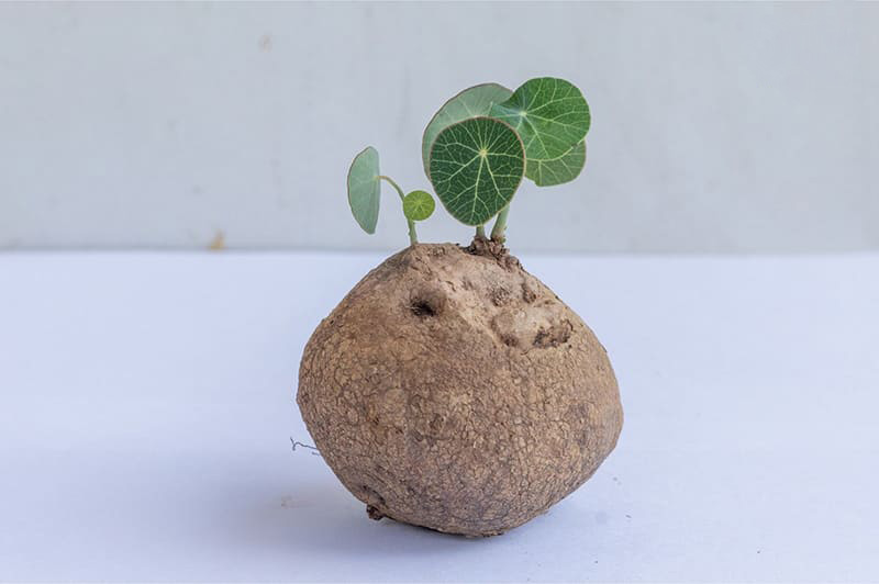 Củ bình vôi có thể được thu hoạch để làm vị thuốc cải thiện mất ngủ