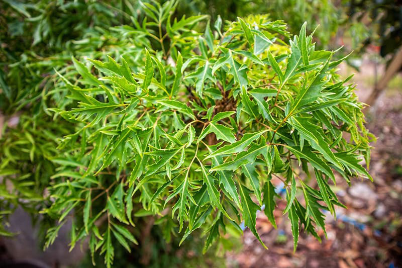 Ngoài uống nước đinh lăng, người bệnh cũng có thể dùng đinh lăng như một loại rau ăn sống