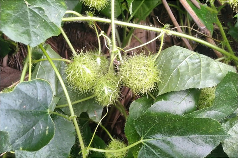 Lạc tiên là dược liệu giúp tăng chất lượng giấc ngủ