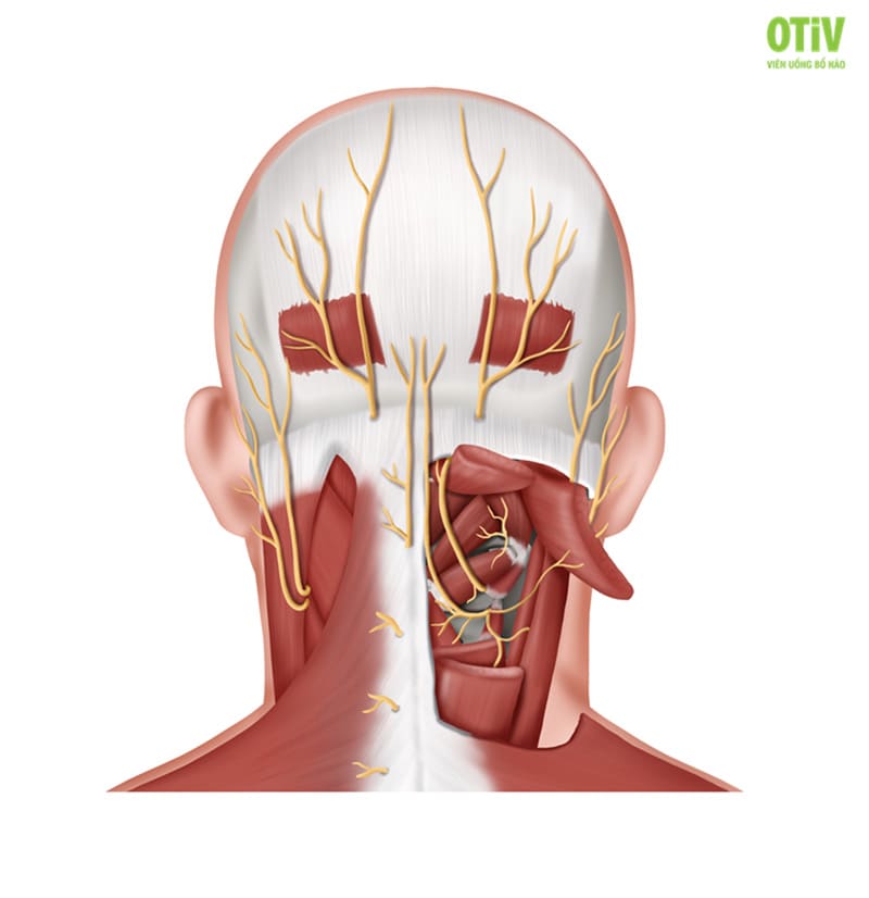 Dây thần kinh chẩm mang thông điệp từ não qua da đầu