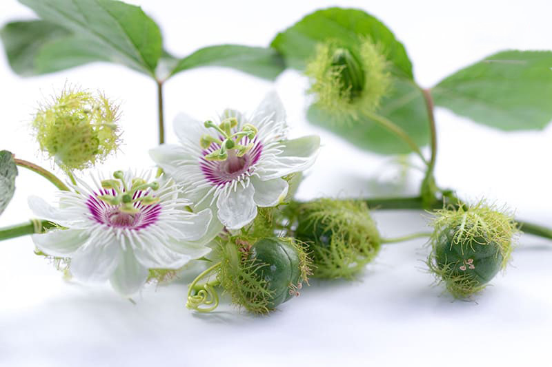 Lạc tiên có thể kết hợp với hạt muồng để hỗ trợ cải thiện mất ngủ