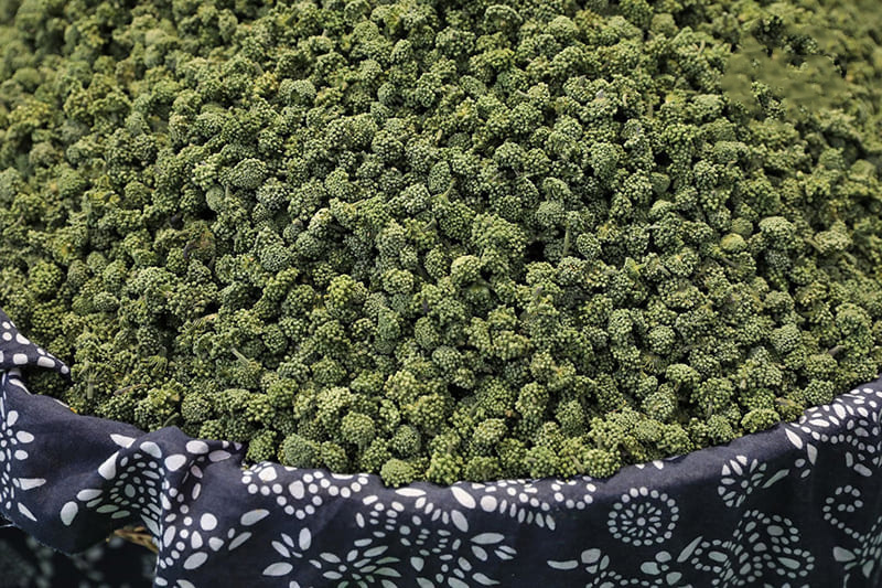 Nụ hoa tam thất chữa mất ngủ nếu sử dụng đúng cách và kiên trì