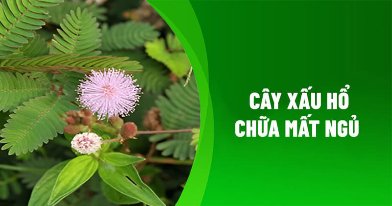 Cây xấu hổ chữa mất ngủ