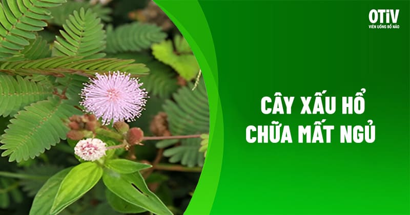 cây xấu hổ chữa mất ngủ