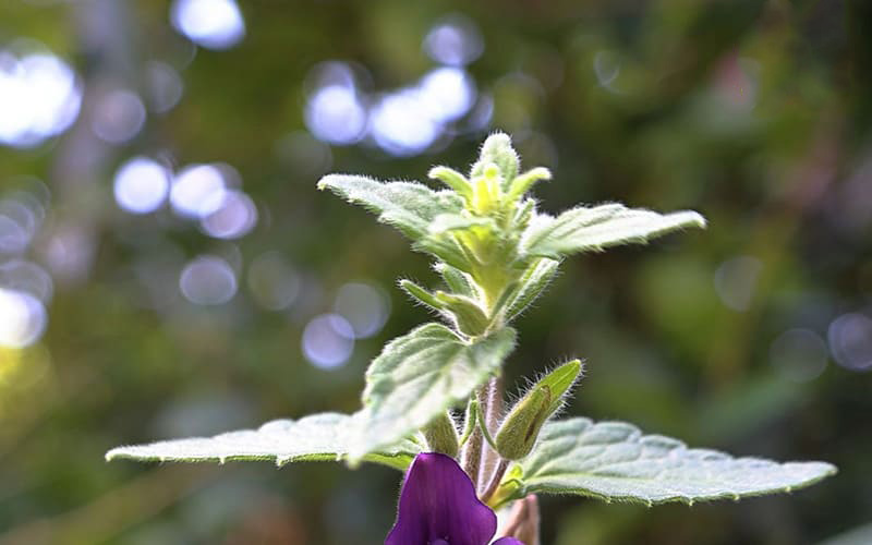 Nhân trần là vị thuốc Nam đem lại nhiều lợi ích cho sức khỏe