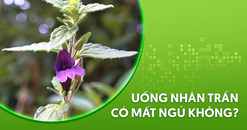 Uống nhân trần có mất ngủ không?