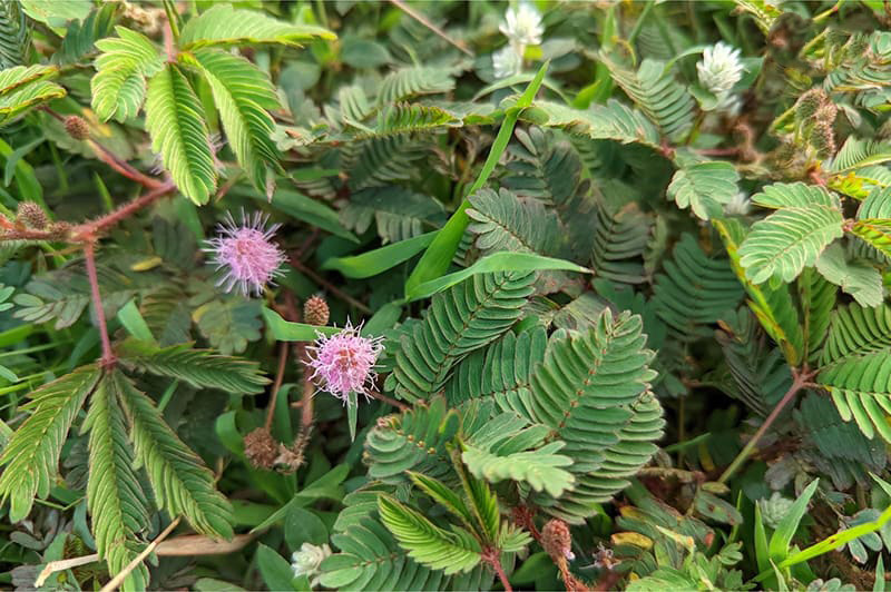 Lá cây xấu hổ có thể được dùng làm các bài thuốc giảm mất ngủ