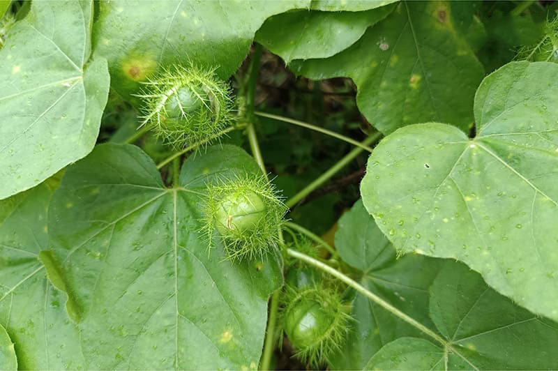 Sử dụng lá lạc tiên để tăng chất lượng giấc ngủ