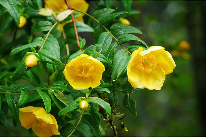 Trà hoa vàng có thể cung cấp cho cơ thể nhiều dưỡng chất