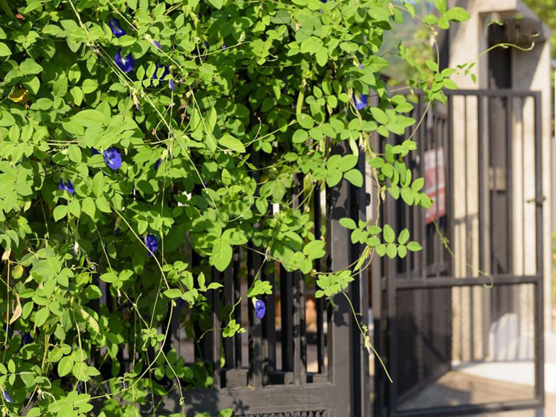 Đậu biếc là cây leo thân thảo, hoa có màu sắc bắt mắt