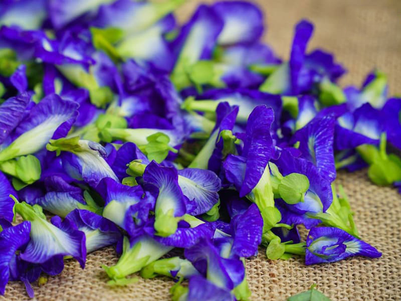 Hoa đậu biếc có nguồn chất chống oxy hóa dồi dào