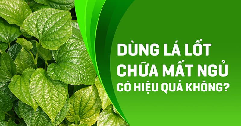 lá lốt chữa mất ngủ