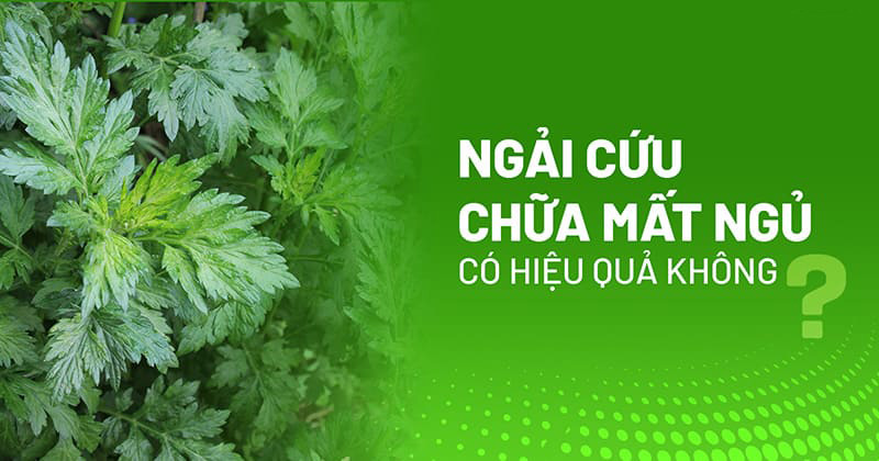 ngải cứu chữa mất ngủ