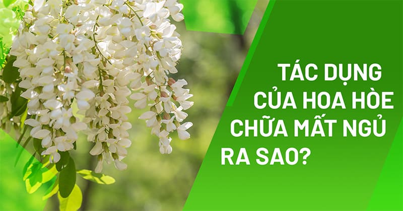 tác dụng của hoa hòe chữa mất ngủ