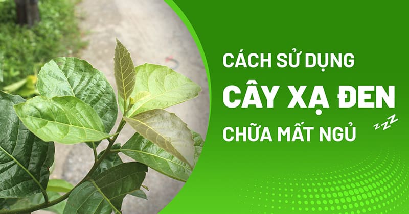 cây xạ đen chữa mất ngủ