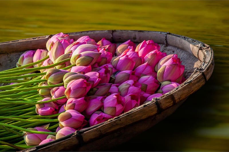 tra sen duoc uop trong nu hoa sen trà sen được ướp trong nụ hoa sen