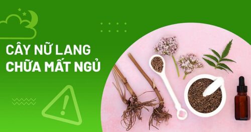 5 cách dùng cây nữ lang chữa mất ngủ hiệu quả, an toàn theo y học