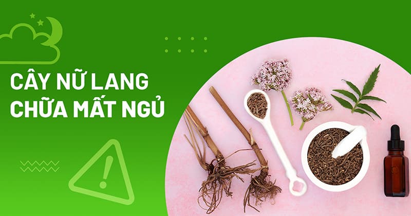 cây nữ lang chữa mất ngủ