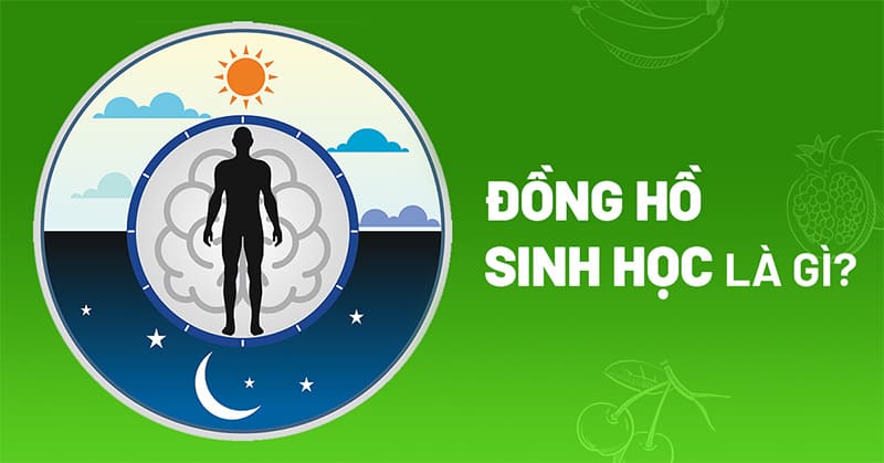 Đồng hồ sinh học là gì? Có mối quan hệ gì với giấc ngủ?