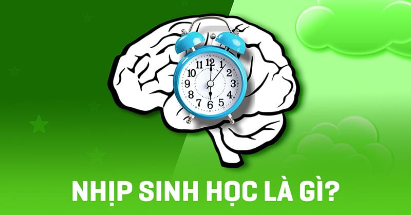 Nhịp sinh học là gì? Có vai trò gì với sức khỏe con người?