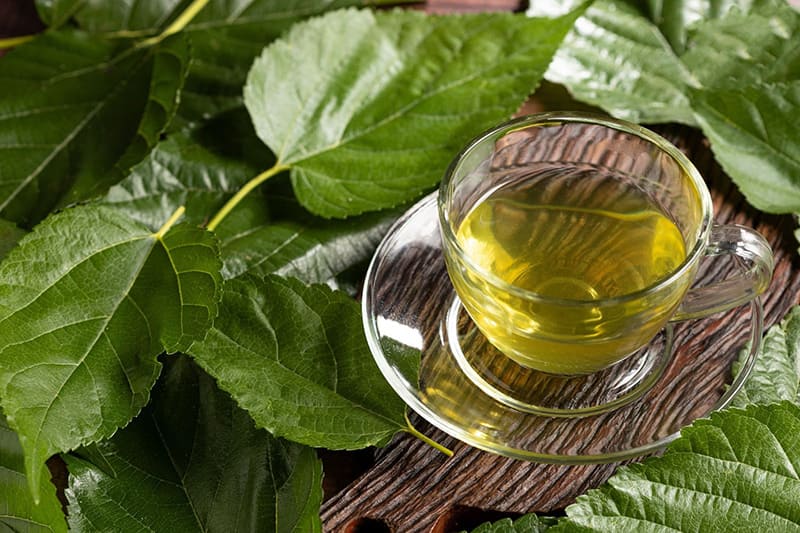 lá dâu tằm giảm lo âu