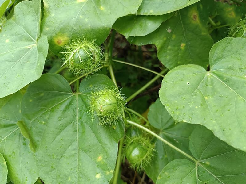 lá lạc tiên giúp giảm căng thẳng