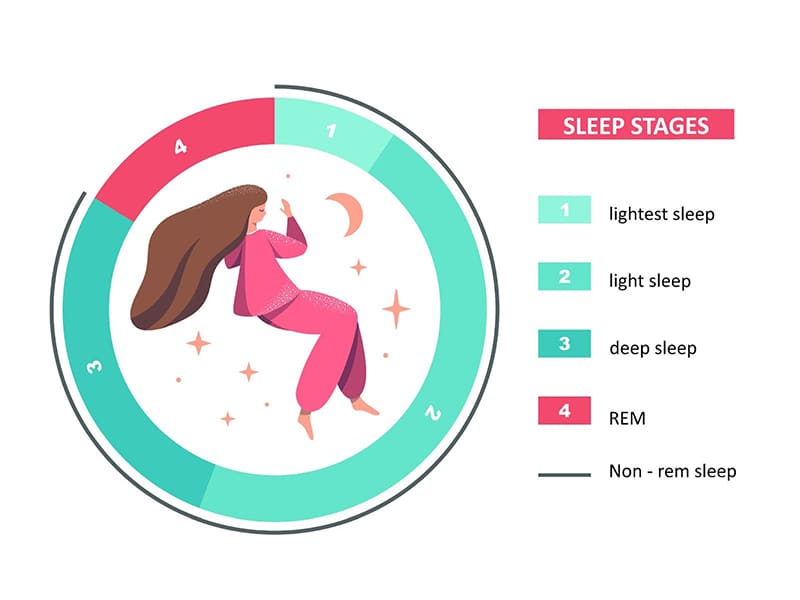 chu kỳ giấc ngủ trải qua nhiều giai đoạn