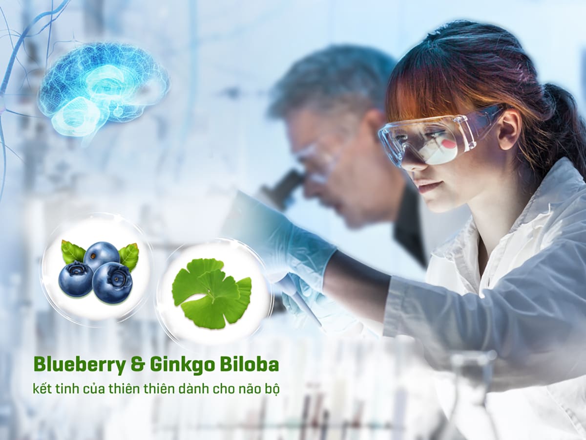 blueberry và ginkgo biloba